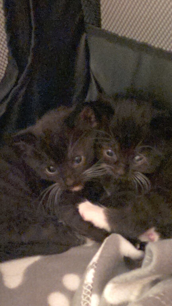 2 Male Kittens, Looking for Their Forver Homes