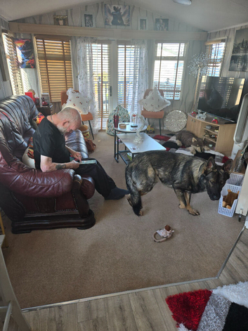 german shepherd for sale