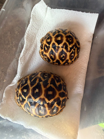 Indian star tortoise cb25