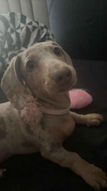 Dachshund for sale