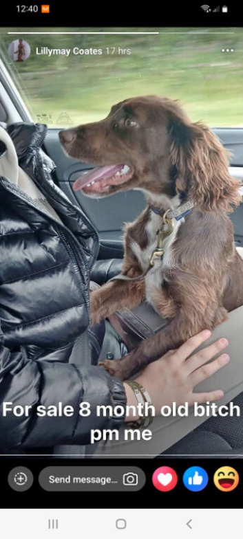 Cocker spaniel dog