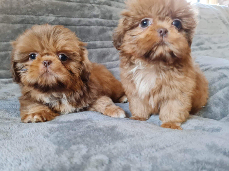 Kc registered Shih tzu  puppies