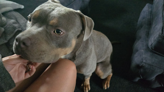 American bulldog