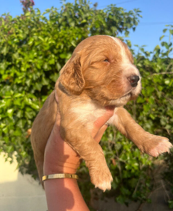 Outstanding cocker spaniel puppies