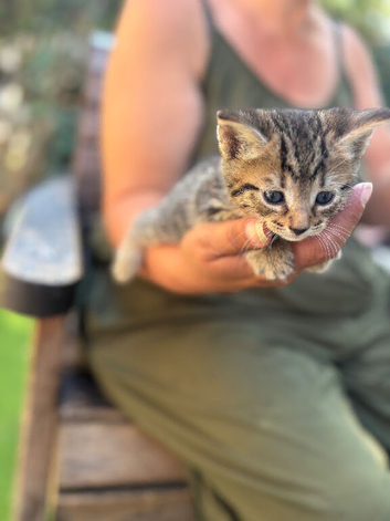Stunning stripy tabby boy