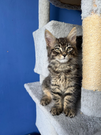 7 kittens - 1 tabby girls left