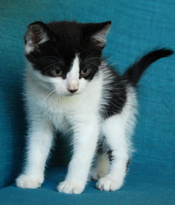 Last kitten looking for new forever home ( nr Canterbury/Dover) *Please read full advert*