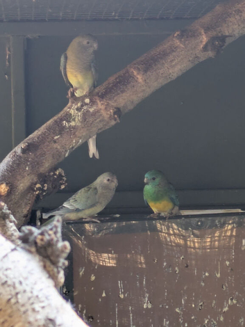 Red rump parakeet for sale
