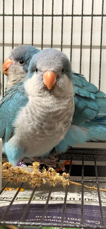 Hand reared blue Quaker parrot