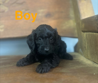 Daxiepoo puppies available girls and boys