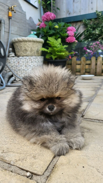 Pomeranian KC Registered Teddy Bear Boys – Cream Sable & Wolf Sable
