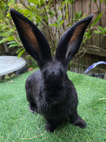 PURE BRED Baby Continental Giant Buck - READY TO RESERVE