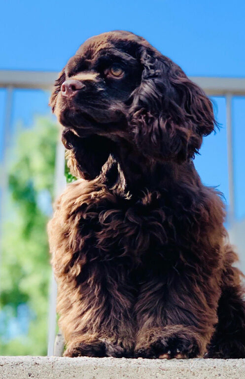 Chocolate American spaniel