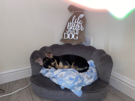 Chihuahua Jack Russel
