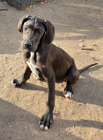 Great dane