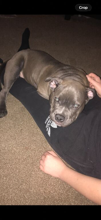 Beautiful loving pocket bully