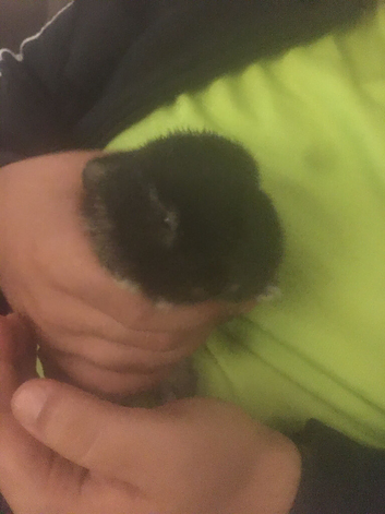 Baby mini lop for sale