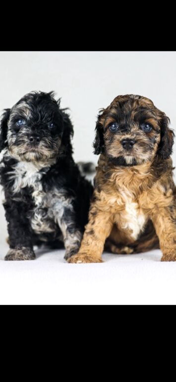 Cavapoo boys and girls