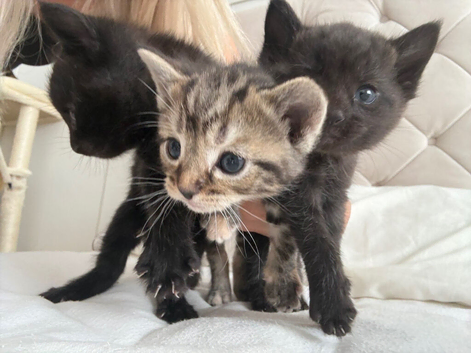 Beautiful kittens