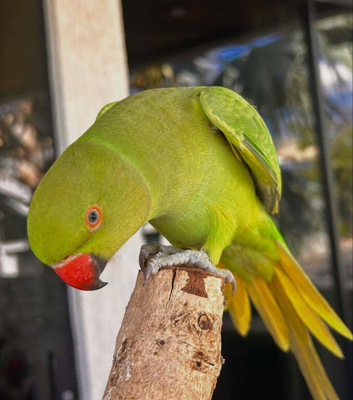 Baby green Ringneck talking parrot