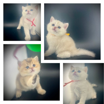 British Shorthair Golden & Silver Kittens &mdash; Health Tested Parents