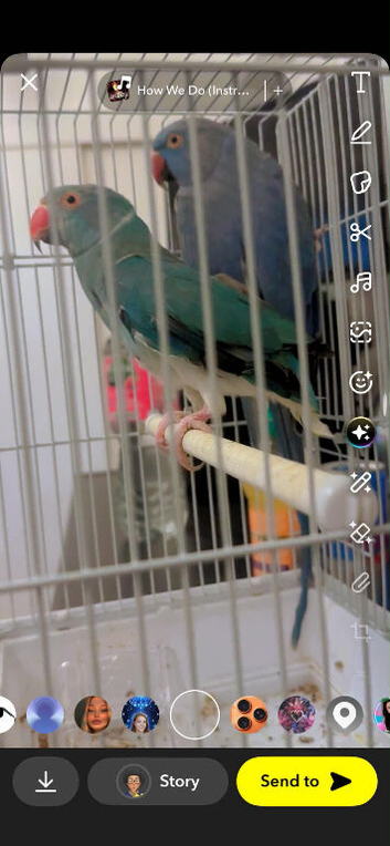 Indian ringneck