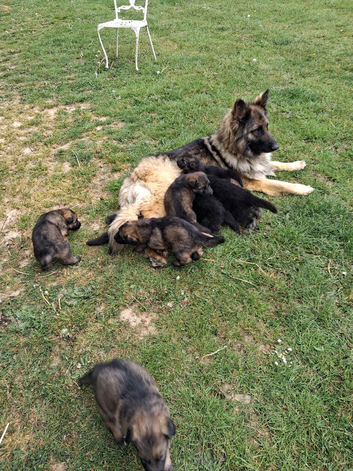 Kc registered german shepherd puppies