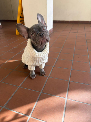 Beautiful Female frenchy
