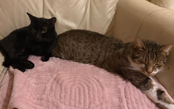 Lunie and wishie