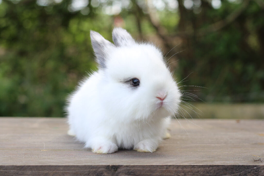 Angora X bunny rabbit