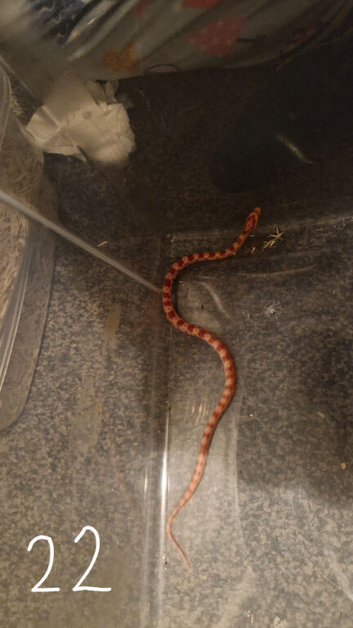 Baby corn snakes for sale