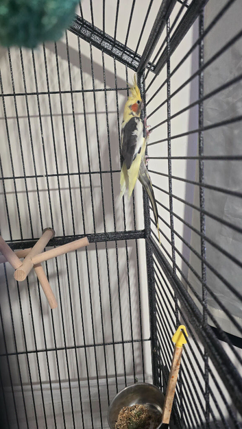 Lovely little boy Cockatiel
