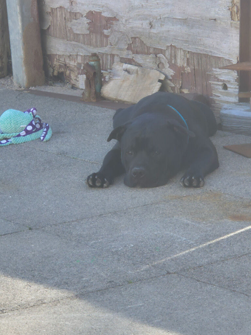 Male staffy 14 month old