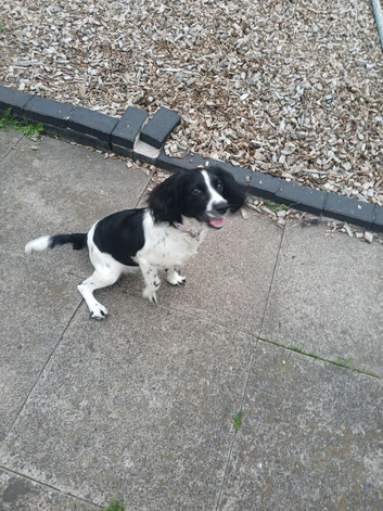 Female american cocker spaniel