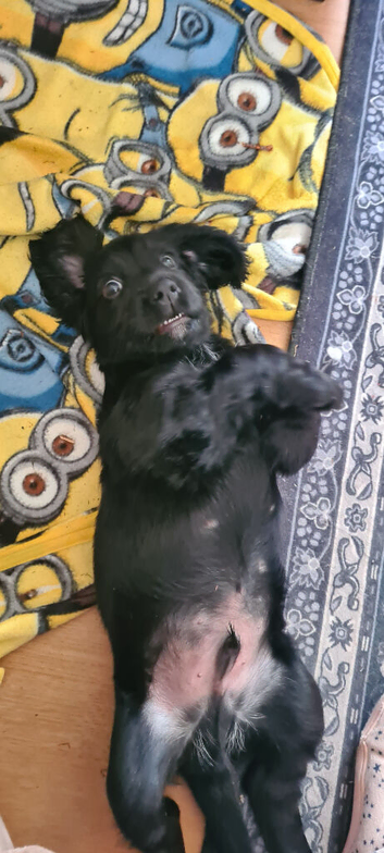 Cocker spaniel