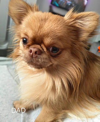 2 beautiful apple head chihuahau boys