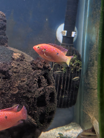 Red Jewel Cichlids