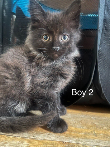Kittens for sale