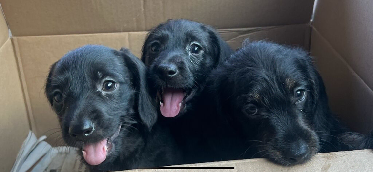 Dachpoo