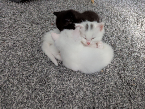 Kittens need new homes