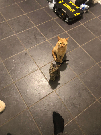 Family of 3 beautiful cats