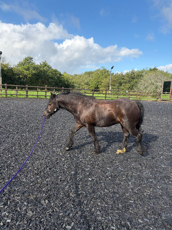 Bombproof happy hacker 13.2hh gelding