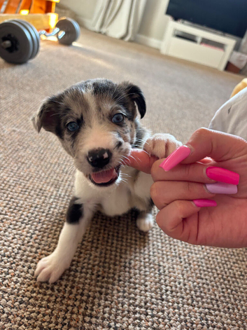 Collie X Malinios puppies
