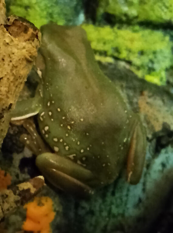 White tree frogs x2