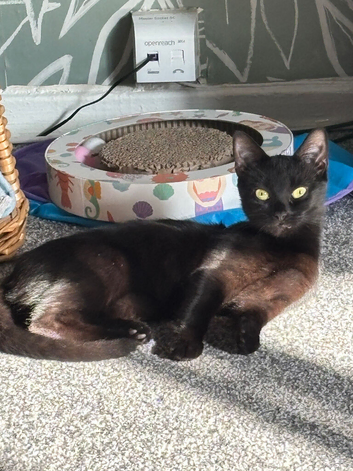 2 female cats