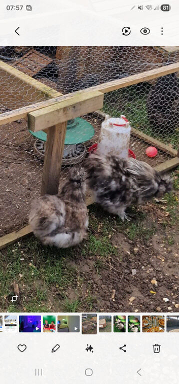 2 silkie cockerels