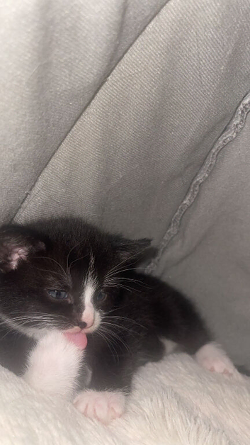 Kittens