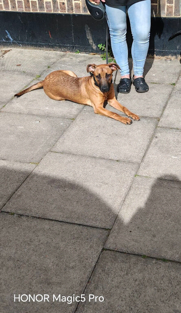 Bull herder pup