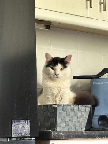 LOVELY MALE CAT