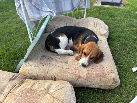 Beagle for sale